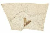 Detailed Fossil March Fly (Plecia) w/ Legs - Wyoming #245631-1